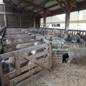 La surveillance des agnelages est plus facile quand la bergerie n’est pas chargée. Crédit photo : CIIRPO