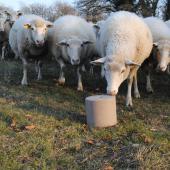 Photo semaine 45-2025 : Pour couvrir ses besoins, une brebis doit consommer 15 à 20 g par jour de pierre à lécher. Crédit photo : CP : CIIRPO