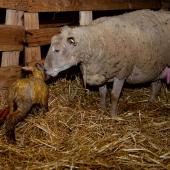 L’agneau nait avec une petite réserve d’énergie. Crédit photo : CIIRPO