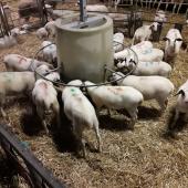 L'accumulation de pigments caroténoïdes (le β-carotène) dans les graisses de l’agneau de boucherie est responsable de la coloration du gras, qui peut poser un problème de commercialisation. 