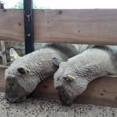 L’utilisation de pois nécessite la distribution de quantités de concentré plus élevées. CP : CIIRPO