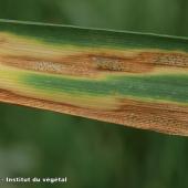 Septoriose du blé : gradient de symptômes du bas vers le haut de la plante et présence de pycnides (points noirs) @Arvalis