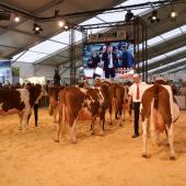 Le contexte sanitaire (FCO, MHE et DNC) pèse lourdement sur l'organisation des rassemblements d'animaux. Crédit photo : A. Coronel