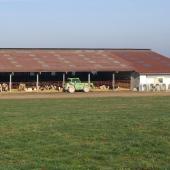 Les éleveurs et leurs filières craignent une vague de DNC, avec de lourdes conséquences économiques pour les élevages et le commerce d'animaux vivants. Crédit photo : AC