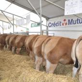 Le concours des animaux de boucherie est un incontournable de la Foire de la Sainte Catherine. Crédit photo : A.Coronel