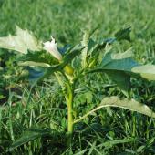 Le datura est particulièrement toxique et persiste dans le fourrage conservé. Crédit photo : CIIRPO