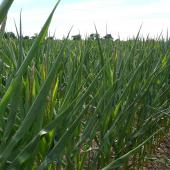 L’enroulement de la feuille est une réaction physiologique de réponse à un stress hydrique et/ou thermique. Si celui-ci ne se prolonge pas trop longtemps, elle est réversible.