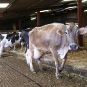 En période de forte chaleur, les vaches laitières limitent leurs déplacements : il faut veiller au bon confort et à la disponibilité des couchages. Crédit photo : AC