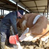 Thomas Humbert apprécie la facilité de conduite d’élevage de la simmental. Crédit photo : A.Coronel