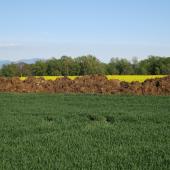 Le stockage au champ d’effluents solides est possible, même en zone vulnérable nitrates, à condition de respecter certaines règles.