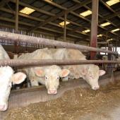 Des taurillons charolais en atelier d’engraissement : chaque kilo gagné plus vite, c’est du temps et du coût en moins. Crédit photo : AC