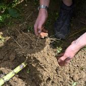 Photo : le travail du sol permet d’ameublir le sol pour obtenir un bon enracinement - Crédit photo : l.Jung – Terres Inovia
