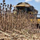 Quand le dos du capitule vire du jaune au brun et que les feuilles de la base et du milieu de la tige sont sèches, le tournesol est mûr. Crédit photo : Laurent Jung/Terres inovia