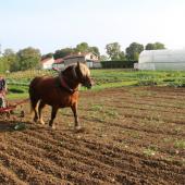 Travail du sol en traction animale : une adaptation des pratiques porteuse de sens et d'image... Crédit photo : Paul Voirgard.