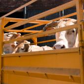 Les demandes de laissez-passer sanitaire (sous conditions) peuvent se faire uniquement au sein d'une même exploitation, pour des motifs de bien-être animal