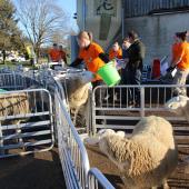 Léa Coulon, du lycée Granvelle, lors de l’épreuve de tri des brebis. Crédit photo : A.Coronel