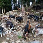 Le pâturage des espaces boisés par la troupe caprine de la Chèvrerie des bois pâturés contribue au bilan fourrager de l’exploitation et à l’entretien du paysage. CP : Chèvrerie des Bois Pâturés