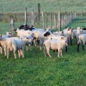 En Haute-Saône, 113 exploitations ont été retenues pour la M23, pour un montant global de 2,6 millions d'euros. Crédit photo : AC