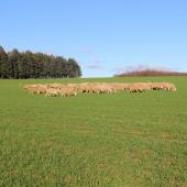 Les brebis de la ferme pédagogique du lycée agricole sont de sortie ! Pour un essai de déprimage ovin dans une parcelle de blé d'hiver. Crédit photo : A.Coronel