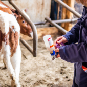 La campagne de rappel vaccinal DNC se poursuit jusqu'en décembre 2026 pour consolider l'immunité des cheptels.