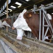 Le stress thermique se combat sur plusieurs fronts : l’adaptation de la complémentation minérale peut aider les animaux à passer ce cap difficile. Crédit photo : A.Coronel