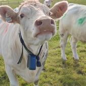 La clôture virtuelle repose sur des colliers munis d’un boîtier de positionnement GPS, dont le coût est encore trop élevé pour des applications concrètes en élevage. Crédit photo : Arvalis