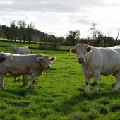 Parmi les 20 reproducteurs retenus pour la vente aux enchères en ligne, l’un des veaux provient de l’élevage du Gaec Rizet à Oudry. Crédit photo : Marc Labille