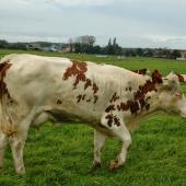 Pour les producteurs de lait justifiant d’une perte de lait, l’attestation (ANNEXE 3) est à demander auprès du collecteur de lait. Crédit photo : AC