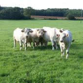 Vaches allaitantes en pâture