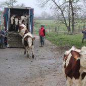 Les vaches descendent de la bétaillère et découvrent leur nouvel environnement. Crédit photo : S.Closa/JAR
