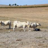 Le réchauffement climatique se manifeste par une succession d’évènements excessifs qui font passer d’une sur abondance d’herbe (printemps, automne) à des périodes de pénuries (été). Crédit photo : Marc Labille