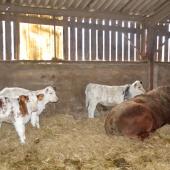 La vente des veaux laitiers à des élevages allaitants avant le sevrage, avec les nourrices, est une piste envisagée pour mieux les valoriser. Crédit photo : AC