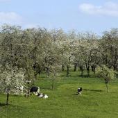 Les producteurs de cerises à kirsch du pays fougerollais organisent une visite du verger en fleurs cette année.