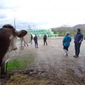 Il est important de prendre en compte les zoonoses, maladies du bétail transmissibles à l'homme, quand on accueille du public sur son exploitation. Crédit photo : GAB70.