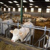 Des éleveurs cherchent des solutions provisoires d'hébergement de leurs troupeaux bloqués en zone de surveillance DNC. Crédit photo : A.Coronel