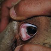 Une muqueuse rosée n’est pas un signe de mauvaise santé. Crédit photo : CIIRPO