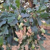 Les brebis en raffolent et à grande dose, le tanin qui est libéré est toxique. Crédit photo : CIIRPO