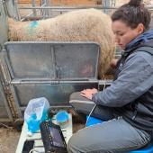 Un exemple de cage de contention avec cornadis adaptée aux constats de gestation. Crédit photo : CIIRPO