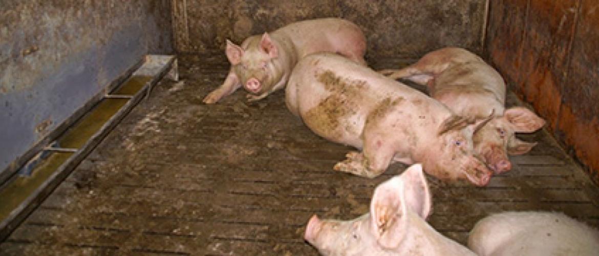 L’arrêté du 16 janvier 2003 spécifie que « tous les porcs âgés de plus de deux semaines doivent avoir un accès permanent à de l’eau fraîche en quantité suffisante ». Photo : DR