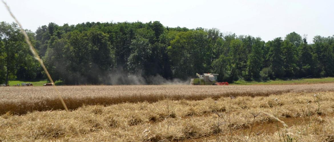 La qualité des récoltes a souffert des excès d’eau en fin de cycle. Photo : DR