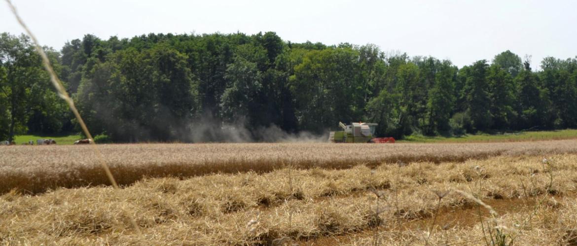 Annoncée prometteuse il y a encore un mois, la moisson 2021 se solde par une déception. Photo : DR