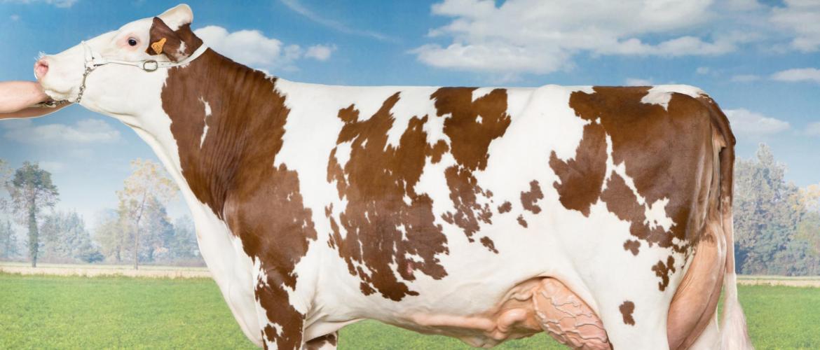 « Vivement le retour à la normale : la vraie vie, avec de vraies vaches, de vrais éleveurs et de vrais juges ! », appelle de ses vœux Emeline Desplaces .Photo : DR