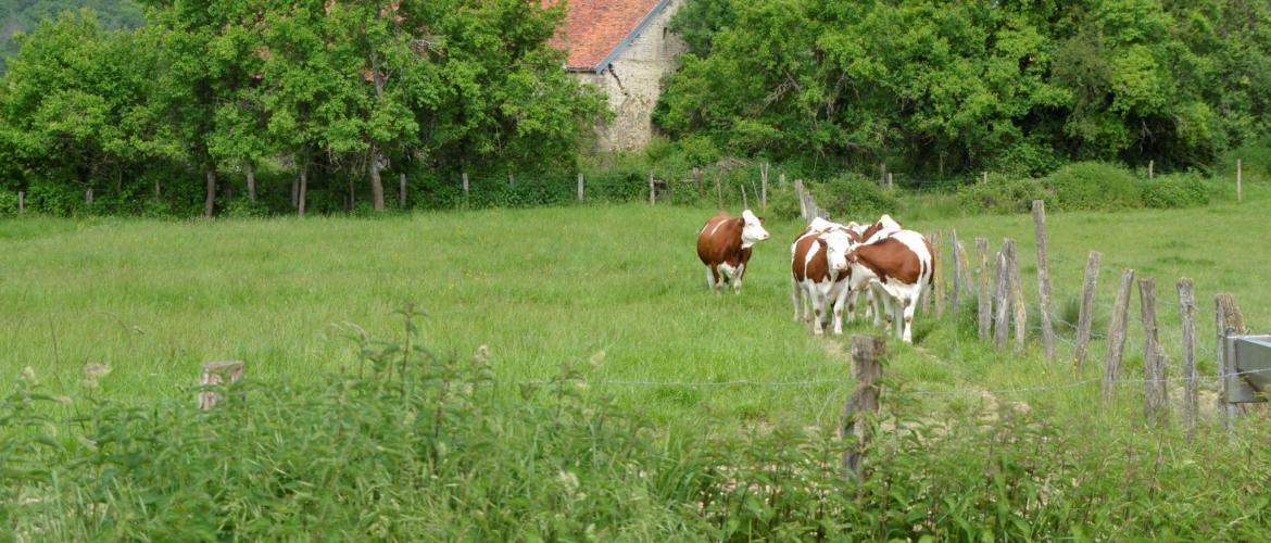  Attention aux stress pendant le tarissement, qui peuvent engendrer une perte de production pouvant aller jusqu’à cinq litres en début de lactation. Photo : A.Coronel