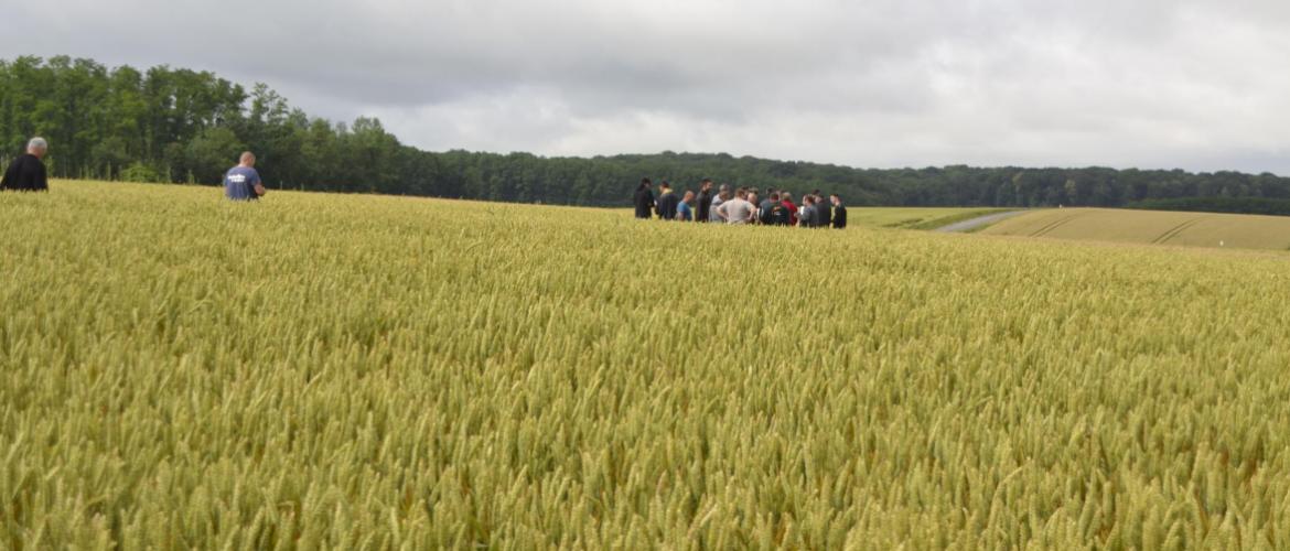 Les céréales ont souffert d'une forte pression des maladies du feuillage en fin de cycle. Crédit photo : AC