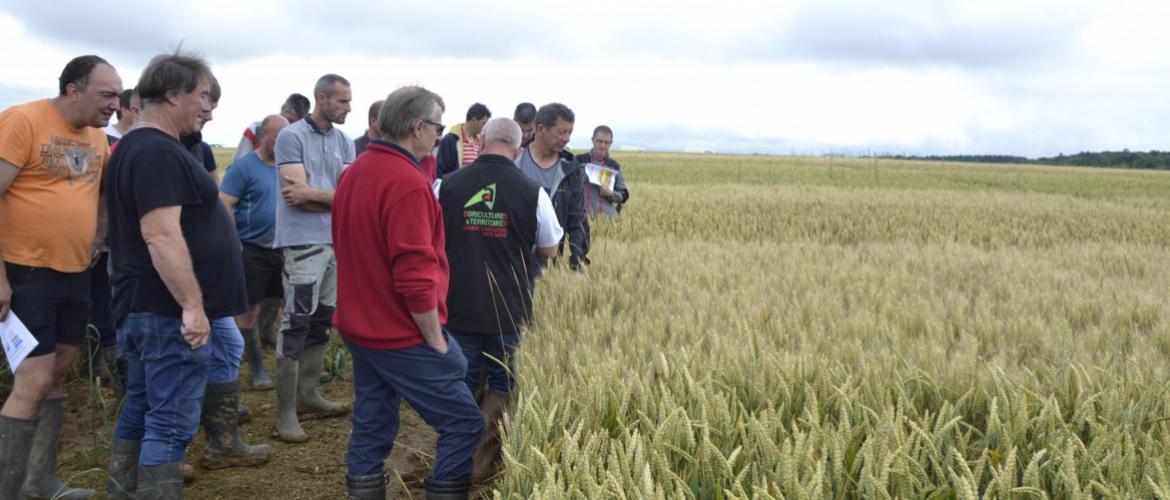 La visite d'essais dans le secteur de Cugney a réuni une vingtaine d'agriculteurs, le 21 juin dernier. Crédit photo : AC