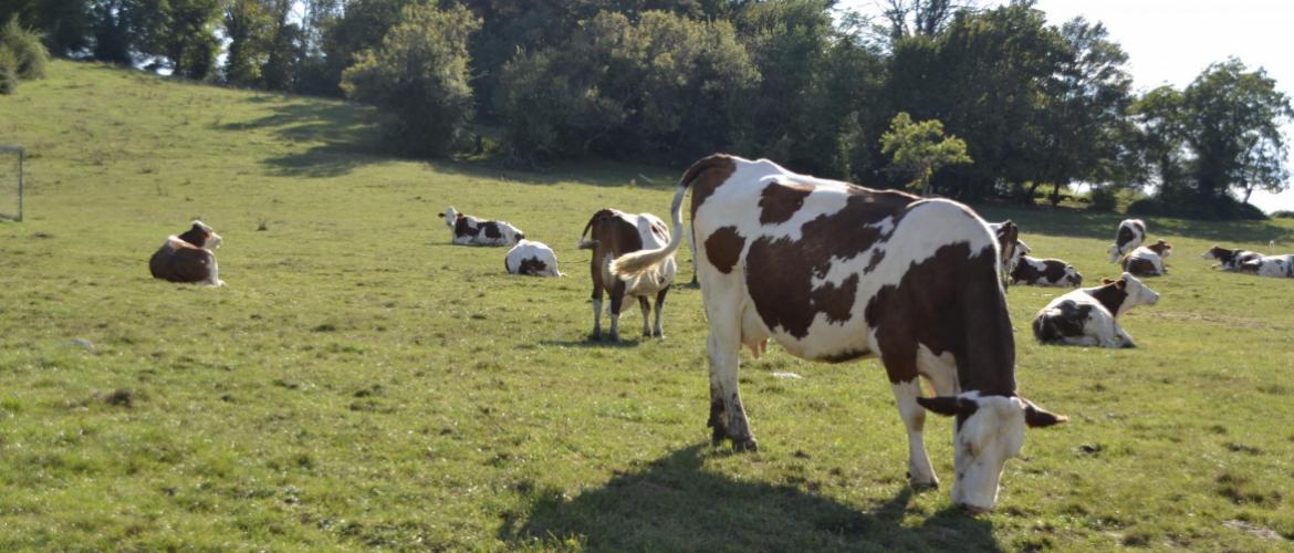 Que pèsent réellement les vaches et leurs émissions de gaz à effet de serre dans le changement climatique ?
