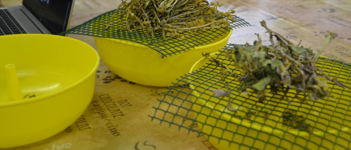 Test berlèse : dans la cuvette jaune, les larves des insectes présentes dans les pieds de colza sont collectées afin de les dénombrer. Crédit photo : A.Coronel