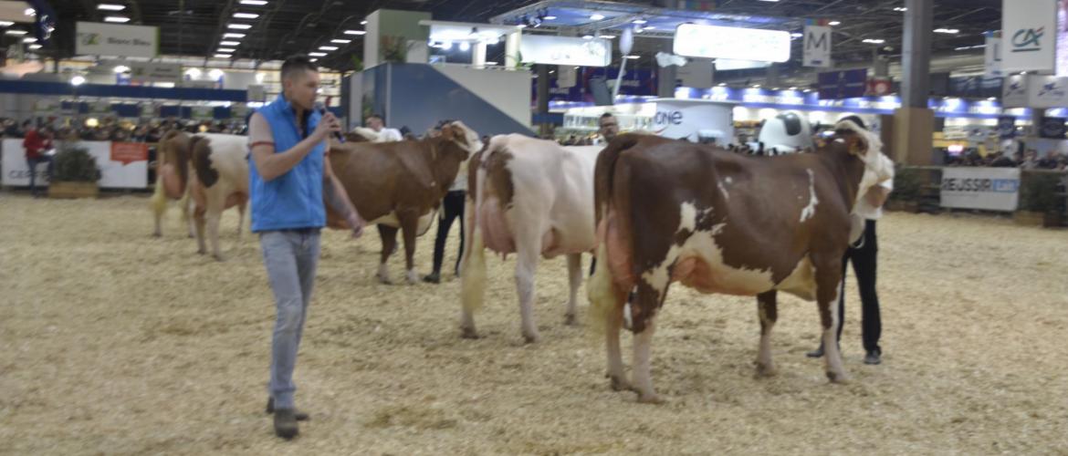 Cinq montbéliardes seulement seront présentes cette année au Salon de l'agriculture, compte-tenu du contexte sanitaire particulier. Crédit photo : AC