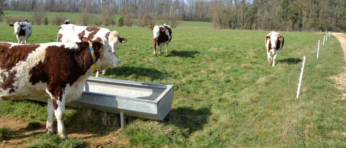 La phase initiale de mise à l’herbe ne répond pas seulement à un objectif de transition alimentaire, elle constitue aussi un levier de gestion de la saison de pâturage.  Photo : A.Coronel