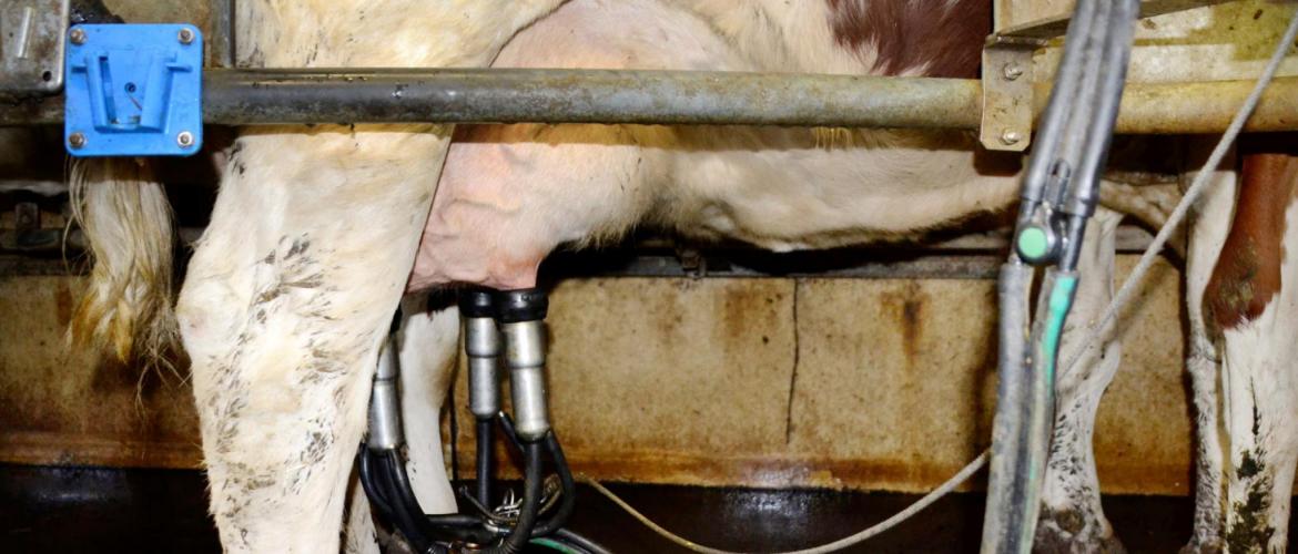 Près d’une vache montbéliarde sur trois est concernée par la cétose, le plus souvent sous une forme sub-clinique.